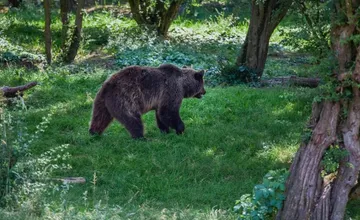 Obec v okrese Prešov upozorňuje na výskyt medveďa. Pohyboval sa blízko hlavnej cesty