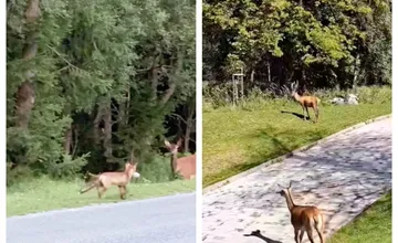 VIDEO: Vysoké Tatry pripomínali kontaktnú ZOO. Po parku v jeden moment pobehovali jelenice a líšky