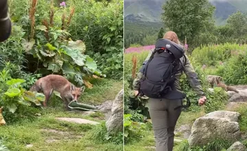 VIDEO: Líška zlodej útočí vo Vysokých Tatrách. Turistke ukradla podložku, tá jej vyhlásila vojnu