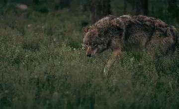 Rezort pôdohospodárstva povolil v tejto sezóne odlov 74 vlkov. Rozhodnutie sa týka aj Prešovského kraja