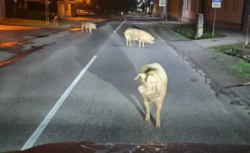 Vo Veľkej Lomnici sa po ceste preháňali ošípané. Objednávka čerstvého mäsa došla skôr ako predavač, smejú sa ľudia