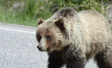 Pri bytovke vo Svite sa pohybovala medvedica s mláďatami. Situáciu monitoruje Zásahový tím