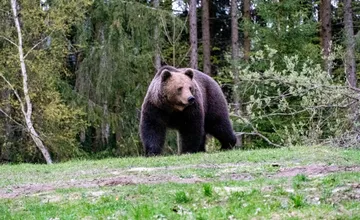 Kežmarkom sa prechádza medveď, mesto varuje obyvateľov, aby nechodili na tieto miesta