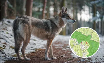 V Poloninách zastrelili vlka len 250 metrov od chráneného územia. Nahnevaní ochranári hovoria o podvode na prírode
