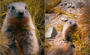 VIDEO: Tatranské svište už spia zimným spánkom. V lete si vyhrievali brucho na slnku, no do hôr prišla zima