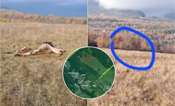 V Tatrách našli vnadisko s mŕtvymi zvieratami. My sme les obviňuje Správu TANAP-u z hazardu s bezpečnosťou ľudí