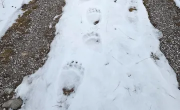 Veľký Slavkov varuje pred medveďom v blízkosti turistického miesta. Dodržiavajte tieto zásady, vyzýva obec