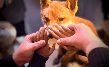 Slabozrakým a nevidiacim deťom v Levoči priniesli originálny darček. Končekmi prstom budú spoznávať tatranskú divočinu