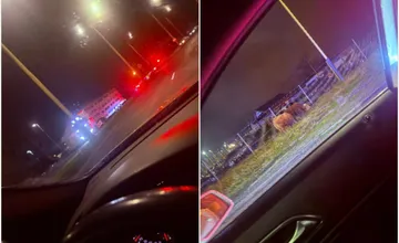 FOTO:  Vodičovi v Prešove ušlo z kamióna päť býkov, po ceste ich museli naháňať aj policajti