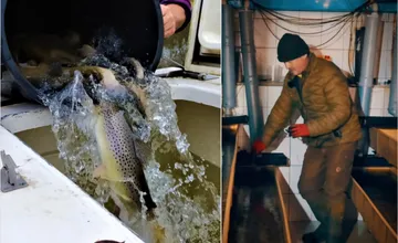 VIDEO: Ryby z Tatier môžu skončiť v potokoch aj na vašom vianočnom stole