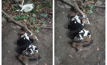 Malí hrdinovia z Medzilaboriec. Nella a Richard zachránili šteniatka a ich mamu, získali ocenenie Detský čin roka