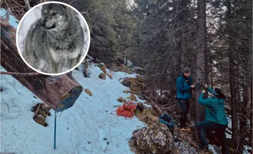 FOTO: Medvede, vlky aj rysy pod drobnohľadom ochranárov. Slovensko a Poľsko strážia majestátne šelmy našich hôr