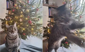 VIDEO: Vianočný stromček a mačka v domácnosti? Máme pre vás 5 rád, ako ho pred domácim miláčikom ochrániť