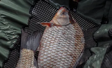 Nechali ste si nákup kapra na poslednú chvíľu? Na týchto miestach v Prešove ho ešte zoženiete