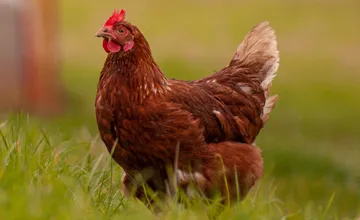 Na Spiši sa vyskytol nebezpečný pseudomor hydiny, môže ohroziť celé chovy, prenáša sa aj na človeka