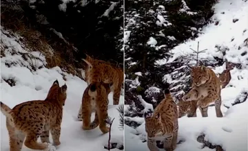 VIDEO: Takéto zábery z Tatier takmer nikto nevidí. Kamera zachytila skutočný život a krásy tatranskej divočiny