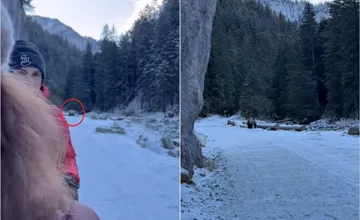 VIDEO: Dramatické zábery z Vysokých Tatier. Medveď sa objavil priamo na turistickej ceste, bol len pár metrov od ľudí