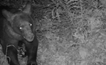 FOTO: V Kežmarskom okrese niekto straší obyvateľov. Po dedine sa údajne pohybuje medveď, podľa starostu je to...