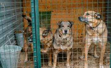 Dočká sa Prešov útulku pre túlavé zvieratá? Regionálne centrum Slobody zvierat rokovalo s mestom o možnostiach 