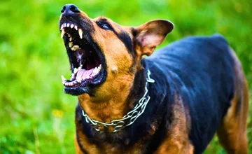 VIDEO: Vo Veľkej Lomnici zaútočila na muža svorka psov. Veterinár nariadil utratenie