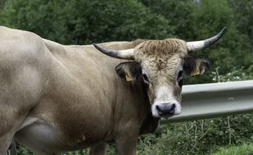 Kuriózny, no vážny incident sa odohral v Poprade. Muža pri práci v stajni napadol býk, prípad prešetruje polícia