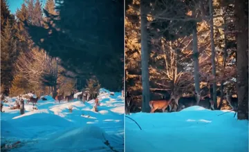 VIDEO: Zábery, ktoré sa nevidia každý deň, TANAP ukázal divoké Tatry zblízka. Turisti majú šancu vidieť ich naživo