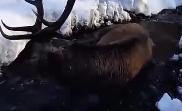 VIDEO: Pohľad, z ktorého mrazí. V potoku vo Vysokých Tatrách ležal zranený jeleň, podľa odborníkov netreba zasahovať