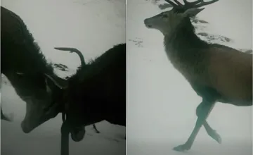 VIDEO: Kto z koho? TANAP zverejnil úžasné video epického súboja dvoch mladých jeleňov