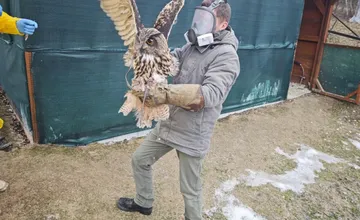 FOTO: V obci pri Prešove bola potvrdená vtáčia chrípka. Zahynuli dravé vtáky chované v zajatí