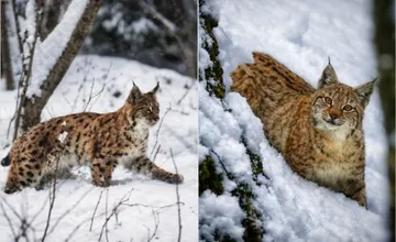 VIDEO: Ak aktuálne v horách započujete desivé zvuky, nepanikárte. TANAP zverejnil necenzurované zábery z divočiny