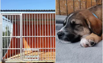 Nové občianske združenie pomáha opusteným psíkom v Prešovskom kraji. Verejnosť prosia o pomoc s vybudovaním voliér