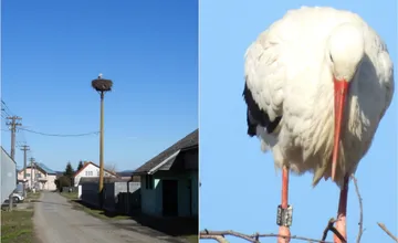 FOTO: Prvý bocian je doma. Do Dlhého Klčova priletel známy samček, jeho návrat hlási príchod jari