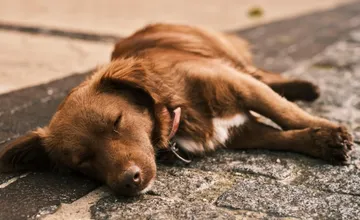 Ohavný čin v obci pri Vranove: Senior takmer na smrť utýral psíka, čaká ho väzenie