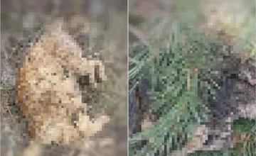 FOTO: Ohavný nález na Šalgovíku. Občianske združenie upozorňuje na uhynuté mačky, pravdepodobne ich tam niekto odniesol