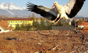 VIDEO: Zima sa definitívne končí. Do Veľkej Lomnice sa vrátil bocian, miestni ho zachytili priamo v hniezde