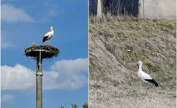 FOTO: Obľúbený bocian Hugo sa už ukázal aj v Kežmarku. Jar a leto bude spríjemňovať hlavne seniorom