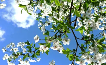Začína sa astronomická jar, od tohto dňa sa budú dni naďalej predlžovať a svetla bude čoraz viac