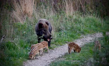 FOTO: V Tatrách sa rodia diviačatá. Roztomilé mláďatá chránia pozorné mamy, TANAP radí, čo robiť pri stretnutí