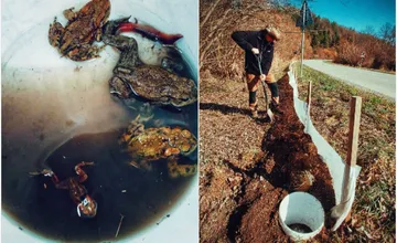 FOTO: V tomto období začínajú žaby migrovať. Strážcovia sa im snažia pomôcť, inštalujú zábrany