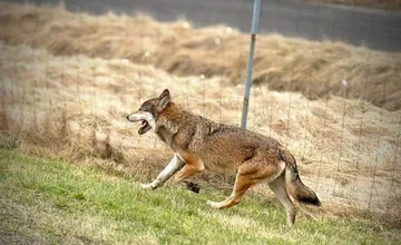 Na diaľnici D1 smerom na Prešov sa pohyboval vlk, príbeh má šťastný koniec