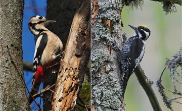 FOTO: Započuli ste už pri turistike v lese bubny ďatľov? Za búchaním do dreva je viac, ako si mnohí myslia