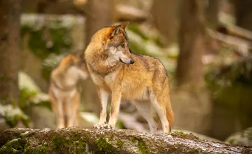 Zastrelený vlk v rozpore so zákonom a trest žiadny. Poľovník zaplatil 20 eur, ochranári hovoria o výsmechu