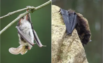 VIDEO: Tichí vládcovia noci sa vracajú. Netopiere sa prebúdzajú zo zimného spánku, v Tatrách žije až 21 druhov