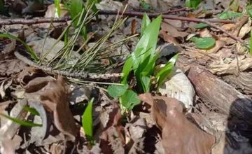 FOTO: Sezóna medvedieho cesnaku začína aj v Prešovskom kraji. Kde ho už nájdete?