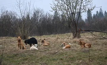 FOTO: V Lomničke evidujú len tri psy, v skutočnosti ich je viac ako tisíc. Situáciu prišli vyriešiť veterinári