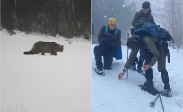 FOTO: Ochranári bijú na poplach. V Malej Fatre sa vytratili stopy po rysoch, podľa zistení sa strácajú aj vlky