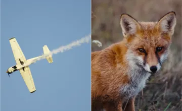 Pozor, pod Tatrami budú z neba padať návnady pre líšky. Nedotýkajte sa ich, hrozí kontakt s vakcínou