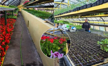 FOTO: Humenné sa chystá na farebnú explóziu. Viac než 70-tisíc kvetín aj priesad pôjde čoskoro do predaja