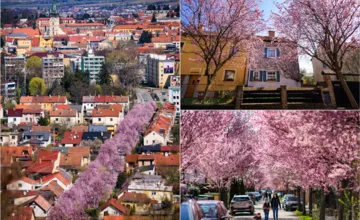 FOTO: Gorkého ulica v Prešove opäť pripomína rozprávku, nádherné stromy vyzerajú ako sakury, aká je však pravda? 