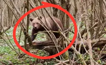 VIDEO: Z Prešovského kraja prišlo prvé hlásenie o výskyte medveďa, vodič ho spozoroval hneď vedľa cesty